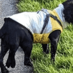 The Dog with 6 legs