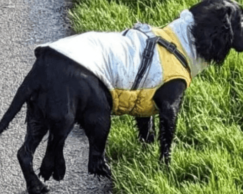 The Dog with 6 legs