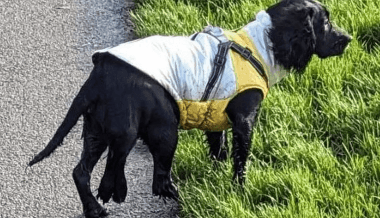 The Dog with 6 legs