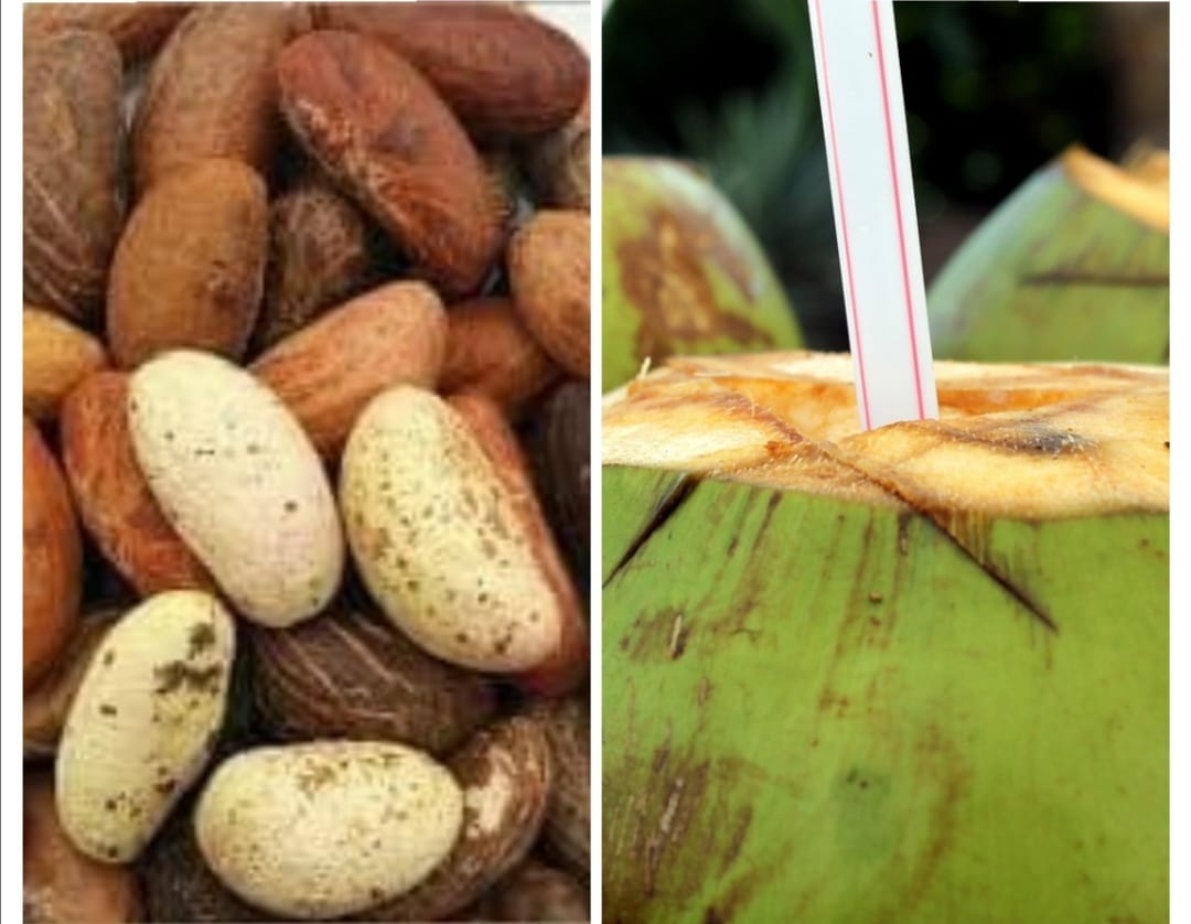 HEALTH: Mixture of Coconut Water and Bitter Kola